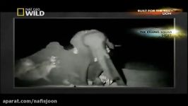 جدال شکار فیل عظیم الجثه توسط یه گله شیر درنده