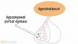 Anatomy and Physiology Endocrine System ACTH Adrenocorticotropin Hormone V2.