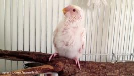 1500000+ VIEWS New born baby budgie chick 1 to 30 day growth stages parakeets egg hatching