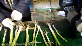 Spring onion dry peeler대파탈피기