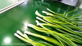 Spring onion dry peeler쪽파탈피기대파탈피기