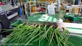 Spring onion dry peeler쪽파탈피기대파탈피기