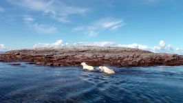 تریلر مستند خرس قطبی Polar Bears Ice Bear