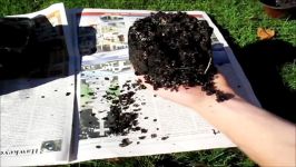 Growing Kiwifruit From Seed  Transplanting