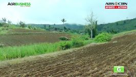 How to grow Banana Tree Part 2 Banana Farm Management  Agribusiness Philippines