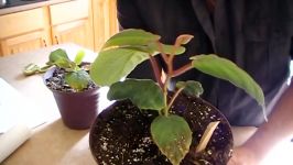 How to GROW KIWI plants for seeds you take from store bought fruit