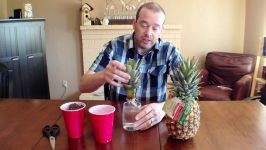 How to grow a pineapple from the pineapple you just ate.