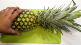 The Joy Of Growing Pineapples  How To Grow Pineapple Plants In Containers