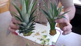 How to GROW A PINEAPPLE Plant on your first try. Works every time 