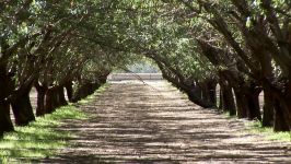 Growing California video series Almond Futures