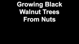 Growing Black Walnut Trees From Nuts