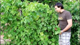 How to Grow Backyard Grapes