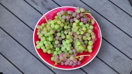 Two Year Grapes  How To Grow Grapes In Your Garden