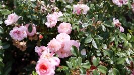 Home Garden  How to Grow Roses