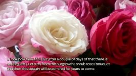 How To Grow A Rose From A Bouquet  DIY Home Tutorial  Guidecentral