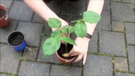 How To Grow Rose Cuttings In Potatoes