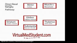 Basal Ganglia Direct Pathway