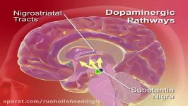 Dopamine Pathways