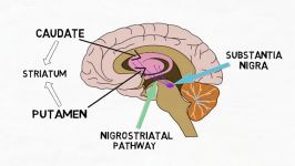 2 Minute Neuroscience Substantia Nigra