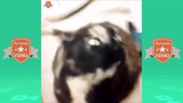 TRY NOT TO LAUGH HARDEST VERSION  Funniest CAT