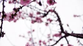 فوتیج دالی دوربین در میان شکوفه های صورتی گیلاس