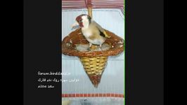 خوابیدن سهره روی تخم..www.birdsland.ir