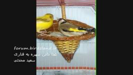 غذا دادن سهره به قناری..www.birdsland.ir