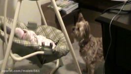 Cute Dog babysitting Dog loves baby when the first time they met