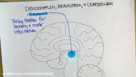 Diencephalon