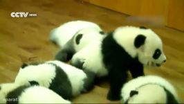 Panda cubs made a group debut and one needs to refine his “make up”