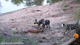 شکار غم انگیز ایمپالا باردار توسط سگ های وحشی