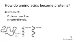 چگونه اسید آمینه ها تبدیل به پروتئین می شوند
