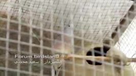 آواز قمری گورخری www.birdsland.ir