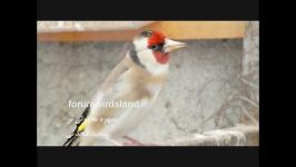 آواز سهره معمولی www.birdsland.ir