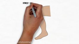 2 Minute Neuroscience Knee jerk Reflex