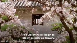 شکوفه های گیلاس  ژاپن