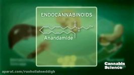 The Endocannabinoid System  How cannabis oil works