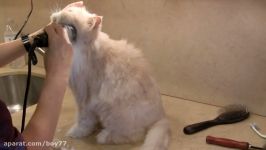 Persian Cat Grooming With The Pet Maven