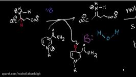 Glutamate Dehydrogenase Catabolism of Glutamate