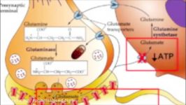 Glutamate excitotoxicity