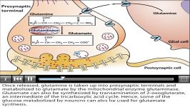 Neurotransmitter Pathways  Glutamate