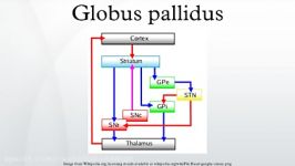 Globus pallidus