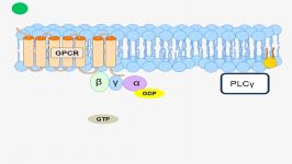 Animation of G Protein Receptor Signaling