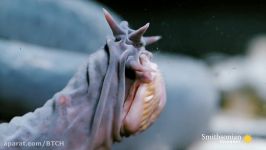 The Hagfish Is the Slimy Sea Creature of Your Nightmares