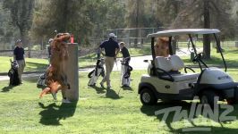 T REXS STEAL PEOPLES GOLF CARTS