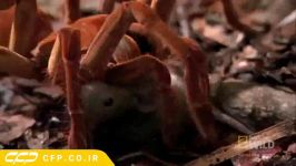 ترین بزرگترین عنکبوت جهان  Goliath birdeater