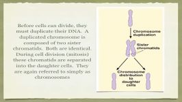 کروموزوم چیست؟
