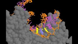 TATA Binding Protein