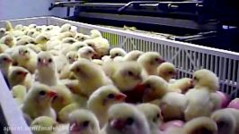 WHY Vegetarian WARNING GRAPHIC TRUTH Factory Farm MEAT Fish MFA no PETA HSUS ASPCA Animal Cruelty