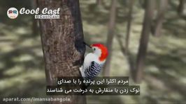 دارکوب چطور می تواند ۲۲ ضربه در ثانیه بزند